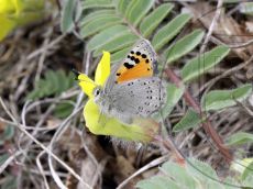 Каллимах_самка